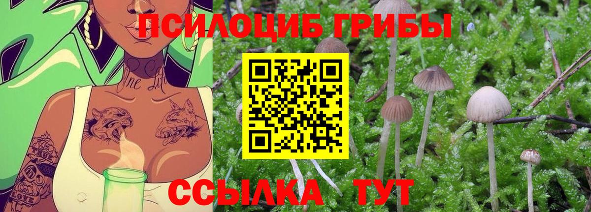 Псилоцибиновые грибы Psilocybine cubensis  Псилоцибиновые грибы прущие грибы  Трёхгорный  Вход с VPN 